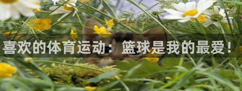 一竞技官方正版app集团logo:喜欢的体育运动:篮球是我的